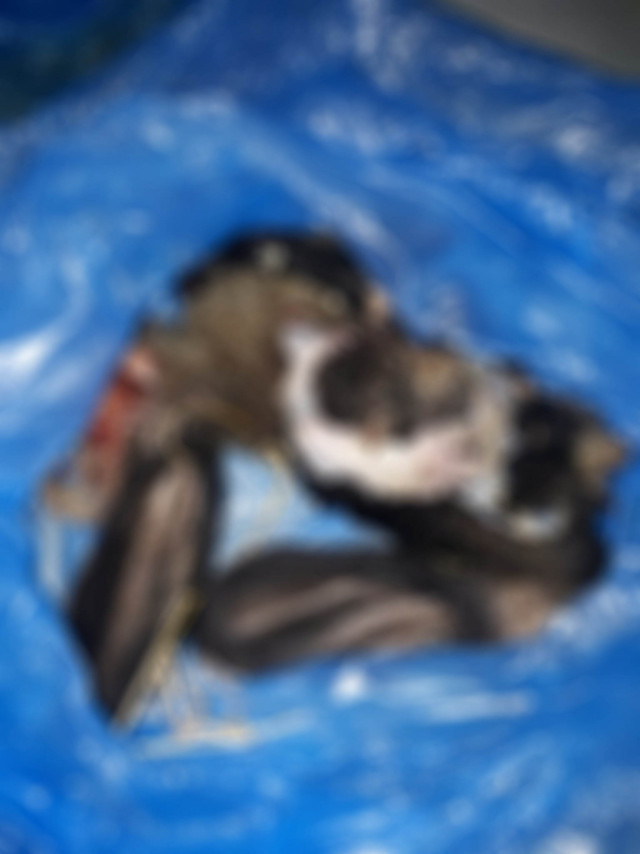 Kuşadası'nda görenler dehşete uğradı! 4 yavru köpek zehirlendi 1'inin derisi yüzüldü - Resim: 1