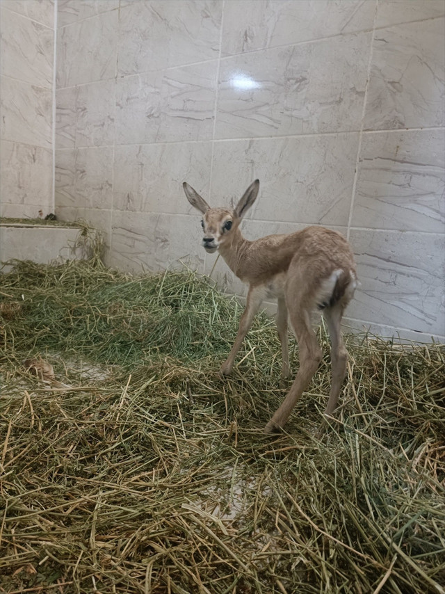 Otomobilin bagajında canlı halde bulundu! - Resim: 0