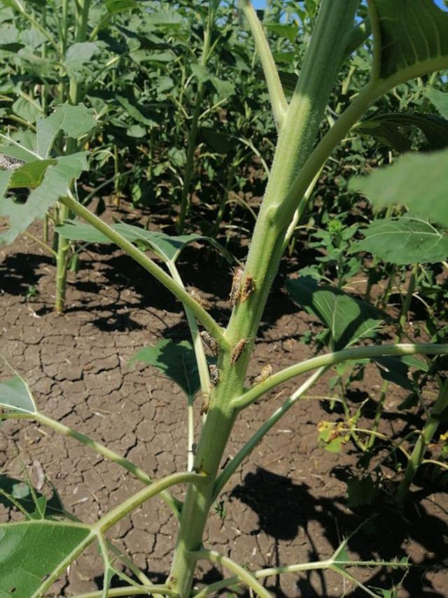 Tekirdağ’da çekirge istilası! Çiftçilerin korkulu rüyası geri döndü: Tarım arazilerine zarar veriyor! - Resim: 1