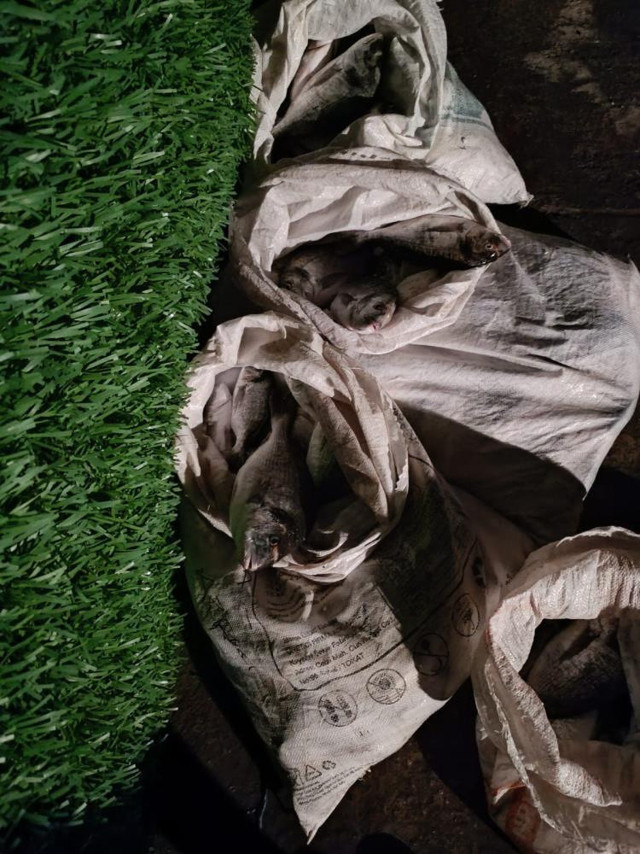 Hatay'da şaşkına çeviren olay: 1,5 milyon liralık vurgun yapmışlardı! Balık hırsızları suçüstü yakalandı... - Resim: 0