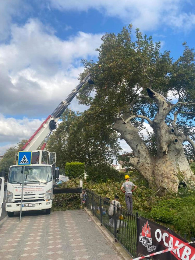 850 yıldır tarihe tanıklık ediyor gövdesinde kocaman kovuk var - Resim: 0