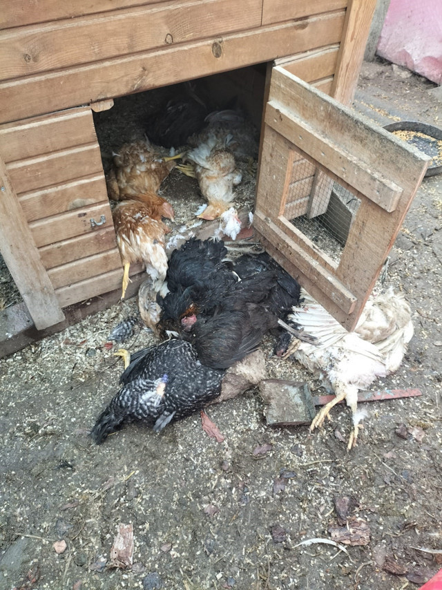 3 yıldır emek veriyordu! Sokak köpekleri 40 tavuğunu telef etti, talihsiz kadının hayalleri karardı - Resim: 1