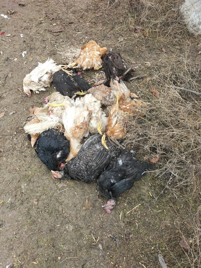 3 yıldır emek veriyordu! Sokak köpekleri 40 tavuğunu telef etti, talihsiz kadının hayalleri karardı - Resim: 0