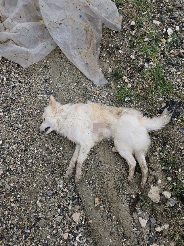 Hırsızlar hem evi soydu hem de ev sahibinin köpeklerini öldürdü - Resim: 0