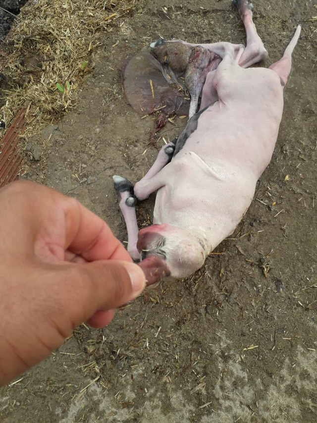 Aydın'da inanılmaz olay! Başsız doğan kuzu şoke etti - Resim: 2