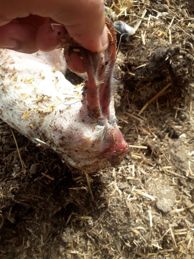 Aydın'da inanılmaz olay! Başsız doğan kuzu şoke etti - Resim: 3