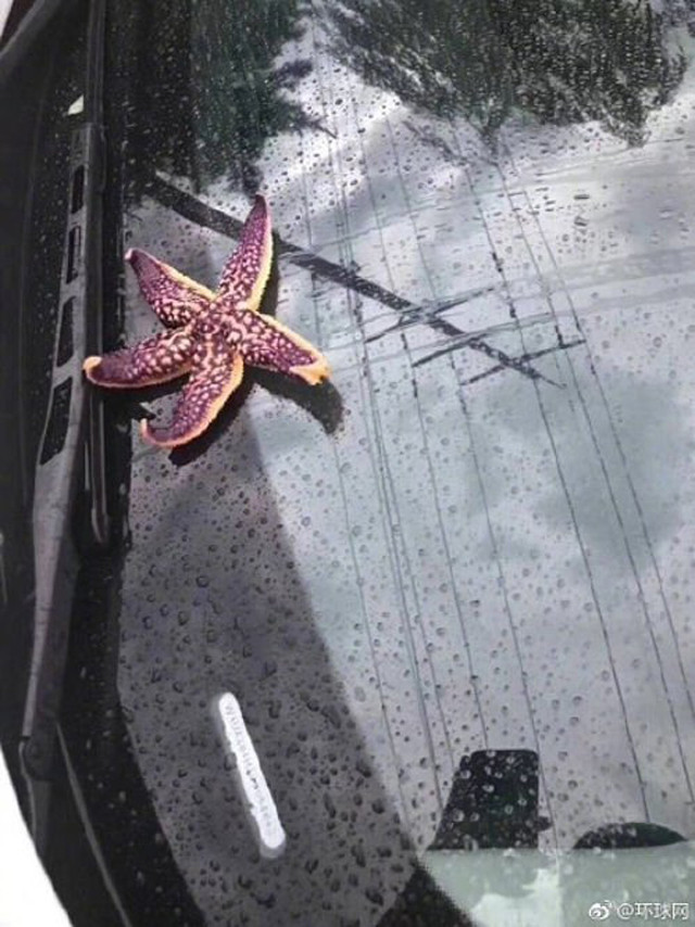 Korku filmi gibi… Gökyüzünden ahtapot yağdı - Resim: 4