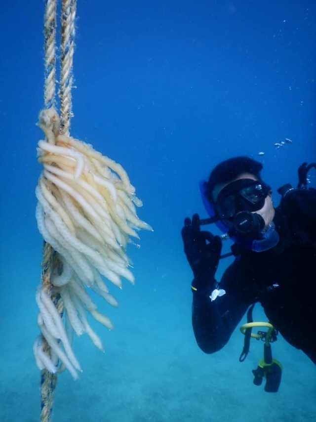 İzmir'de ilk kez görüntülendi! Yapay yuvalardaki yavru kalamarlar - Resim: 1