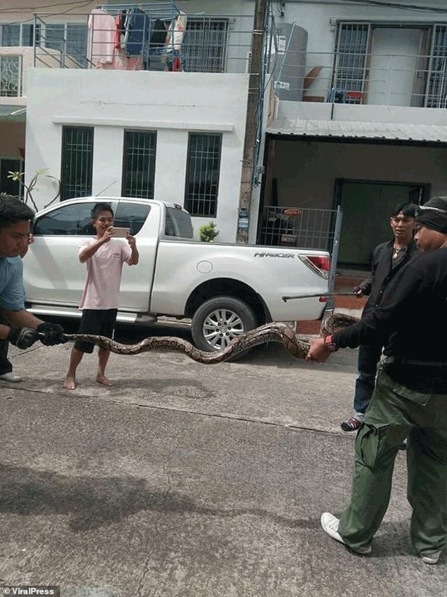 3 metrelik piton yılanı adamın penisini ısırdı - Resim: 3