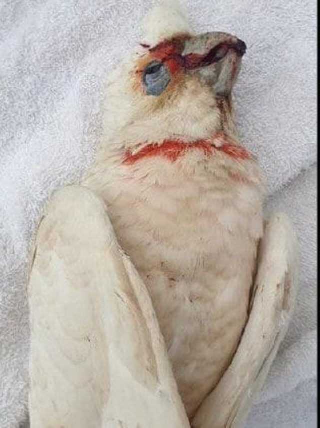 Gökten gözleri kanayan ve çığlık atan kuşlar yağdı - Resim: 2