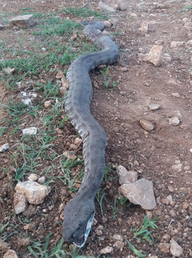 Mersin'de ağıla girmeye çalışan 3 metrelik yılan öldürüldü köylüler de şaşkın - Resim: 0