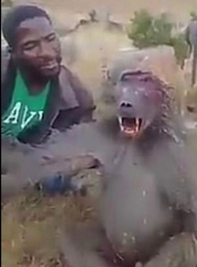 Zavallı hayvan can çekişti o acımasızca dalga geçti - Resim: 2