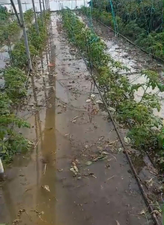 Hatay'da caddeler göle döndü, seralar su altında kaldı! - Resim: 0