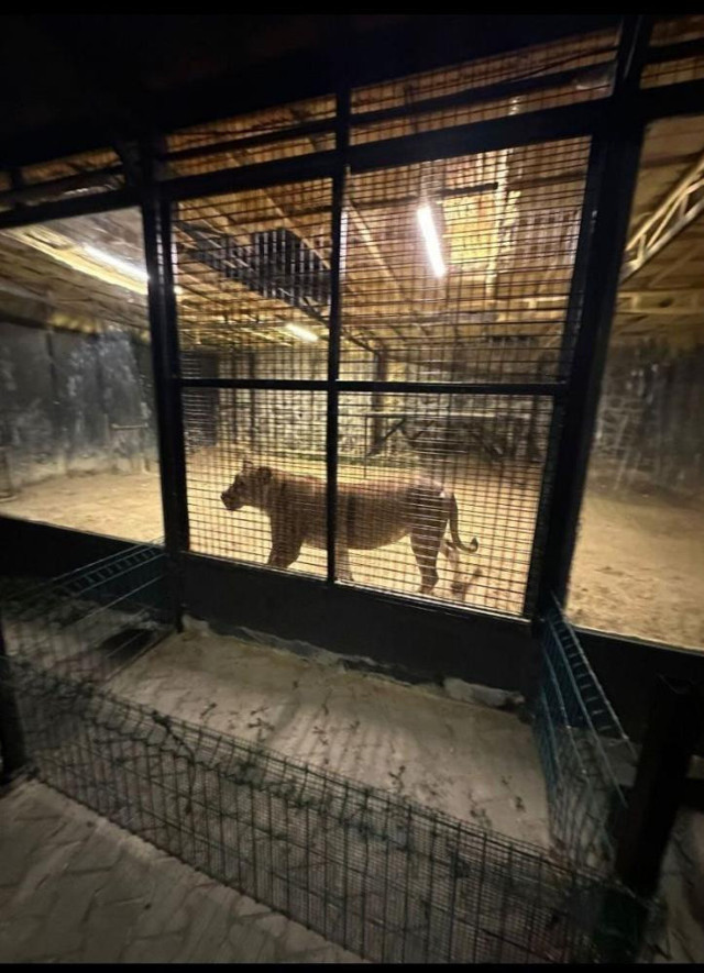 Sesi duyan ihbar etti! 'Çerkes Cengiz'in aslanı ekipleri harekete geçirdi: İlaçlı ok ile etkisiz hale getirildi! - Resim: 1