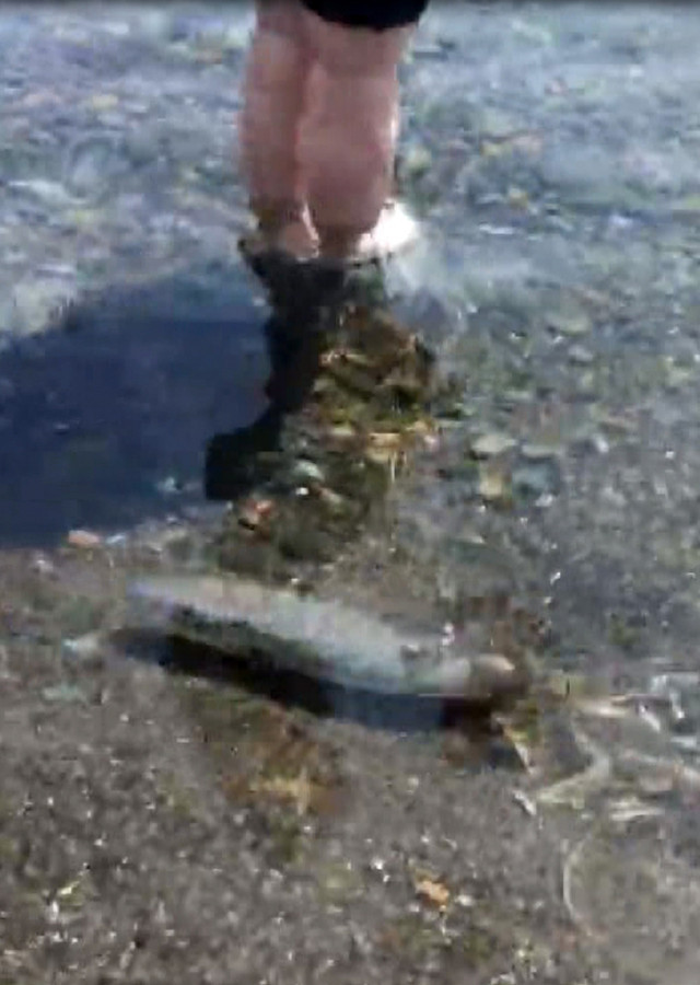 Prof. Dr. Gökoğlu çarpıcı uyarı: Denizde, kıyıda balon balığı görmeye alışmalıyız - Resim: 1