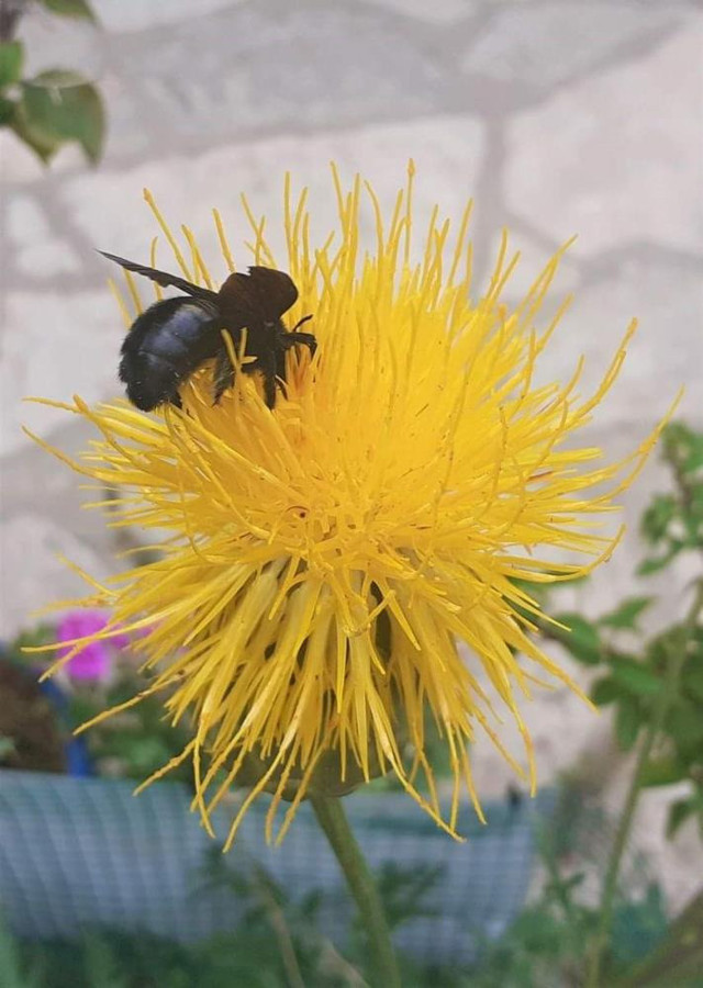 Koruma altına alındı, yok olma riski taşıyor: Bu çiçeği koparmanın cezası 244 bin TL! - Resim: 1