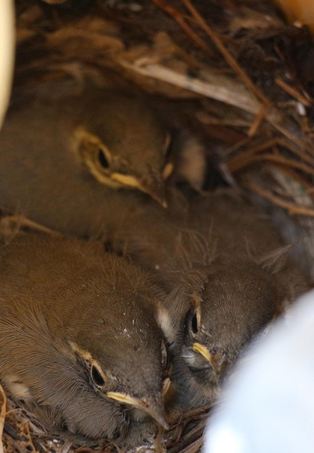 Erzurum'da kuşun yuva yaptığı yer şaşırttı sürekli takip ediyordu - Resim: 2
