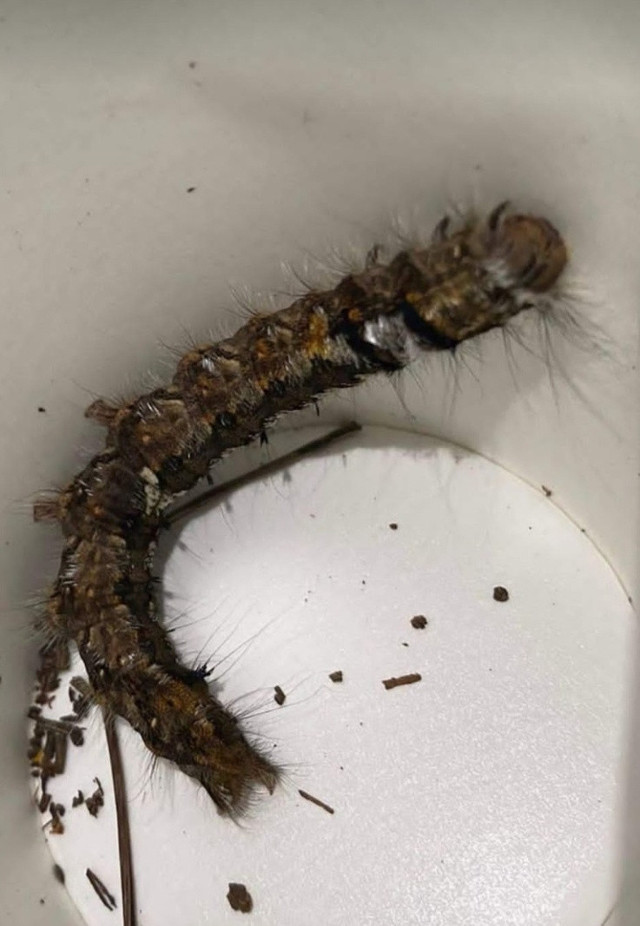 Piknikte dehşeti yaşadı! Boynundan ısırdı, yoğun bakıma alındı - Resim: 0