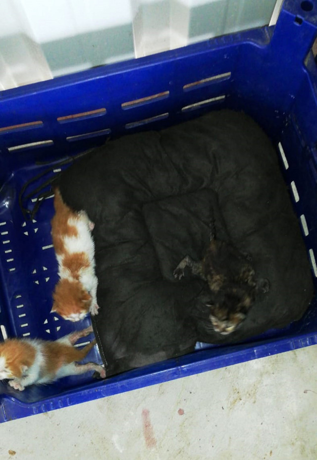 3 yavru kedi domates kasasında İstanbul'dan Antalya'ya gitti - Resim: 0