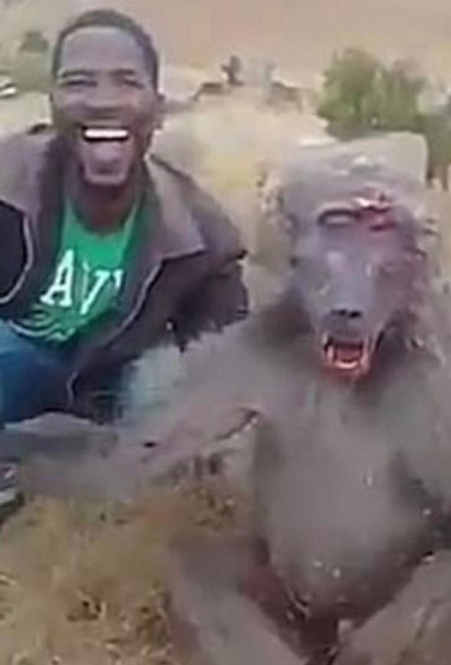 Zavallı hayvan can çekişti o acımasızca dalga geçti - Resim: 3