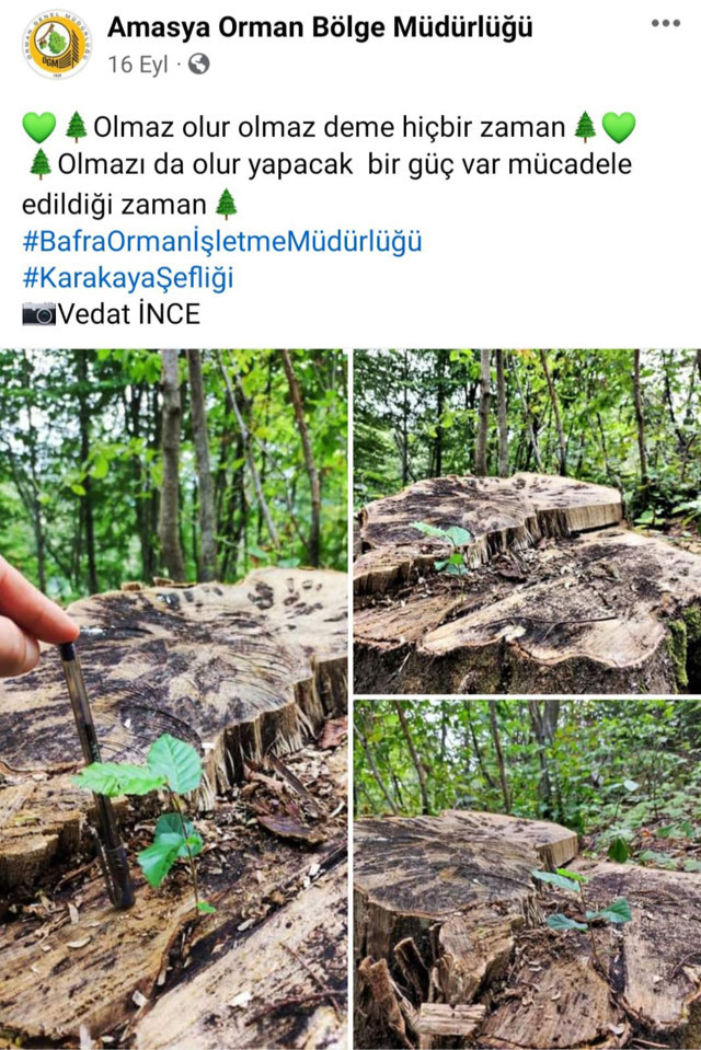 Görenleri şaşkına çevirdi! 100 yıllık kesilen ağaç yeniden yeşerdi - Resim: 0