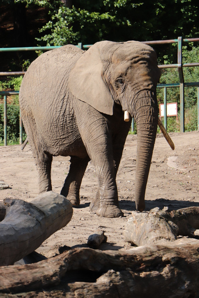 Veteriner testereyle dişini kesti! O o esnada bir kova elma yedi - Resim: 0