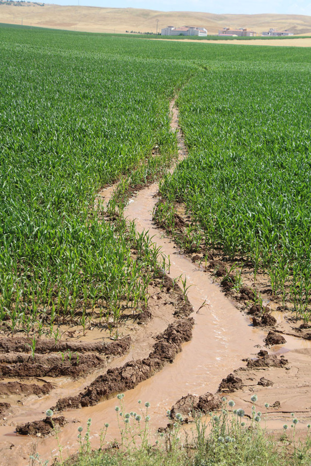 Batman Valisi Hulus Şahin'den vahşi sulama yöntemine tepki: Su bedava gelmiyor - Resim: 0