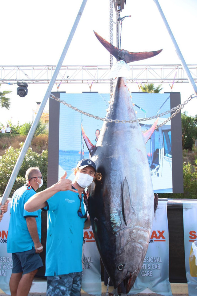 Denizli'de olta meraklısı şaşırttı: 37 kilogram kapasiteli misina ile 260 kilo orkinos yakaladı - Resim: 1