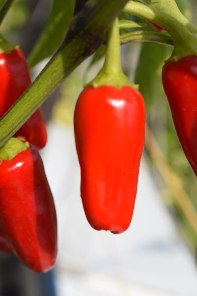 Uzmanlar açıkladı: Kanserli hücreleri yakıp yok ediyor! - Resim: 1