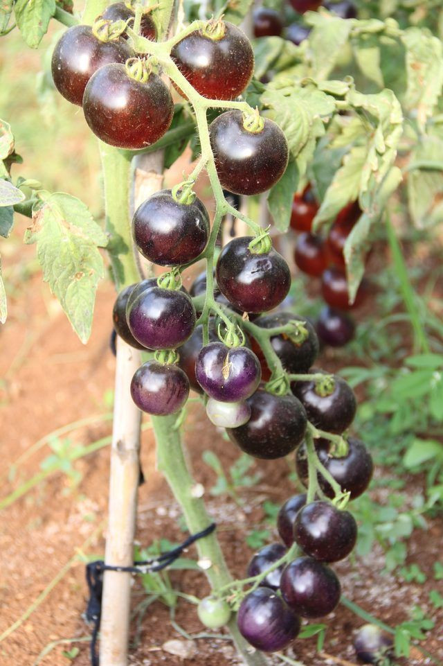 Siyah domates görenleri şaşırtıyor - Resim: 2