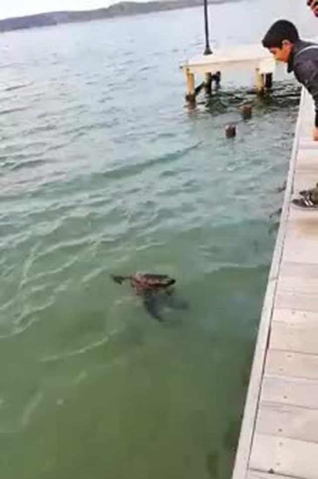 Dünyada sadece 500 tane kaldı Türkiye'de görüldü! 1,50 metre uzunluğunda... - Resim: 2