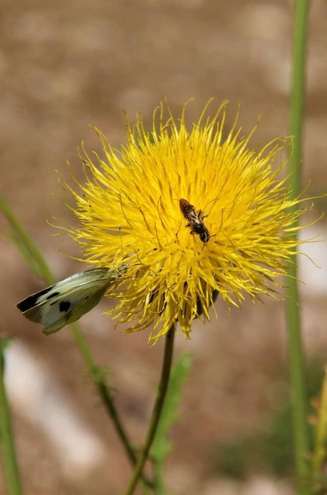 Koruma altına alındı, yok olma riski taşıyor: Bu çiçeği koparmanın cezası 244 bin TL! - Resim: 2