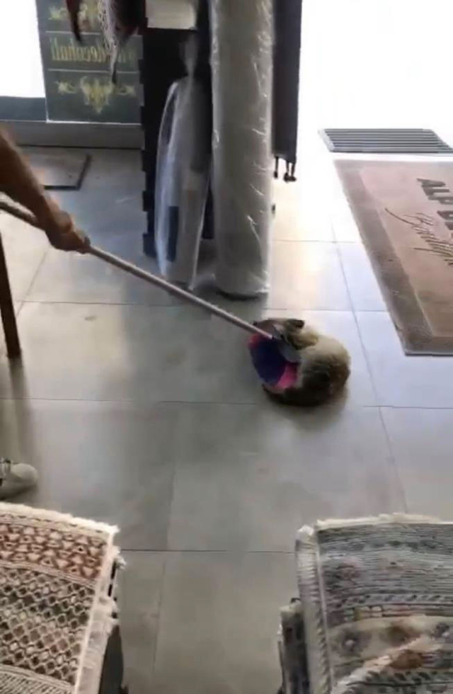 Girdiği dükkandan çıkmak istemeyen tilki tilkiliğini yaptı - Resim: 0