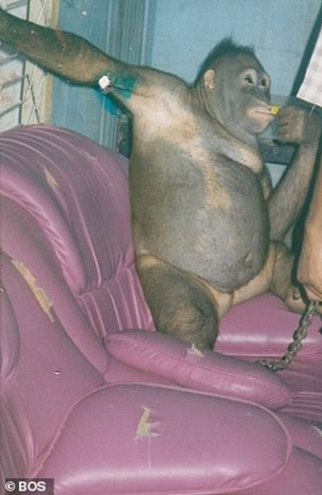 Kan donduran olay! Orangutanı genelevde çalıştırmışlar - Resim: 1