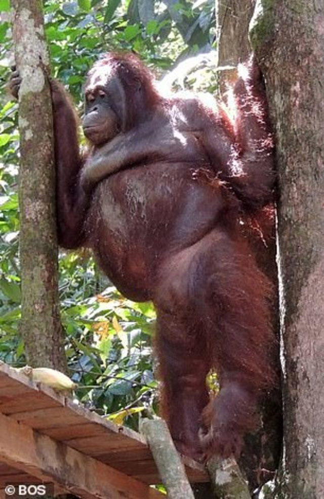 Kan donduran olay! Orangutanı genelevde çalıştırmışlar - Resim: 3