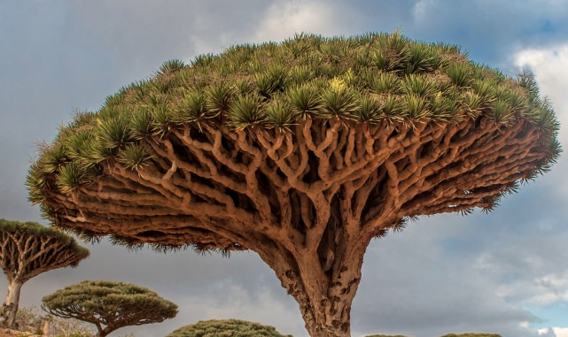 Kanayan 'Ejder Ağacı' nedir? İşte hiç bilmediğiniz faydaları... - Resim: 4