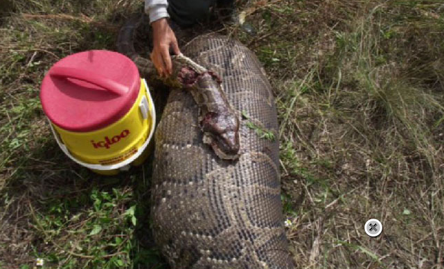 5 metrelik piton 35 kiloluk geyiği yuttu - Resim: 2