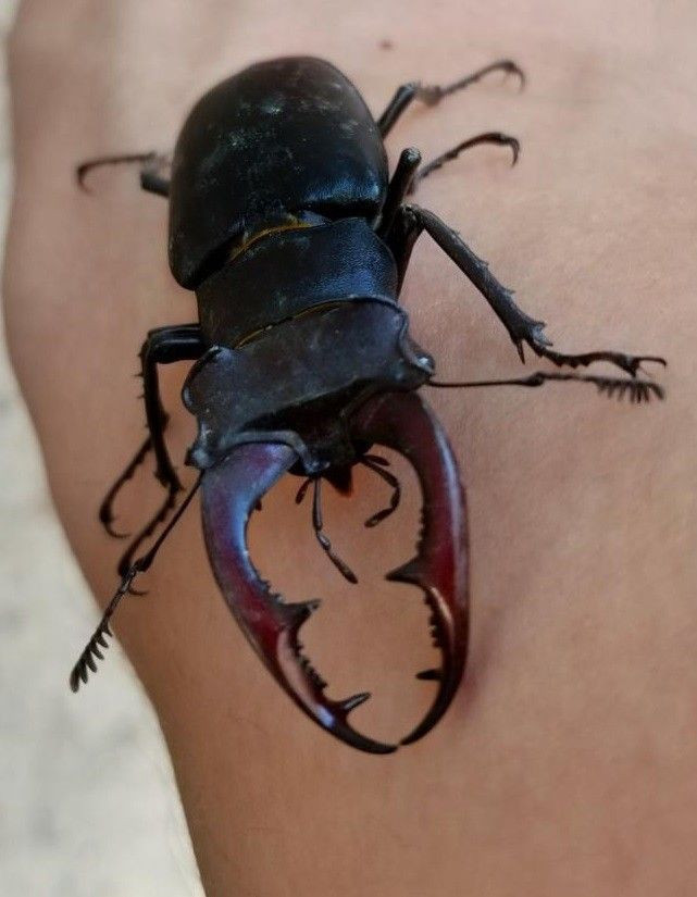 150 bin dolar ediyor! Doğada nadir bulunan Geyik Böceği Elazığ'da görüldü - Resim: 4