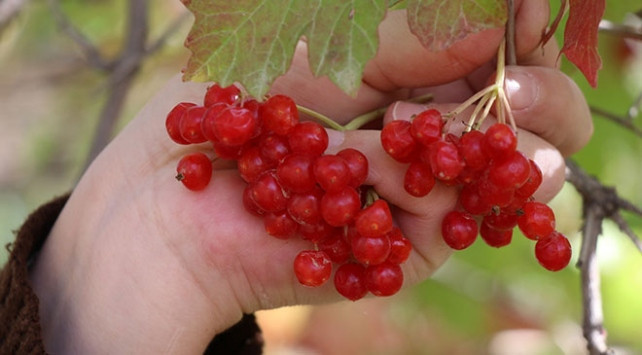 Gençlik iksiri Gilaburunun faydaları kanıtlandı - Resim: 1