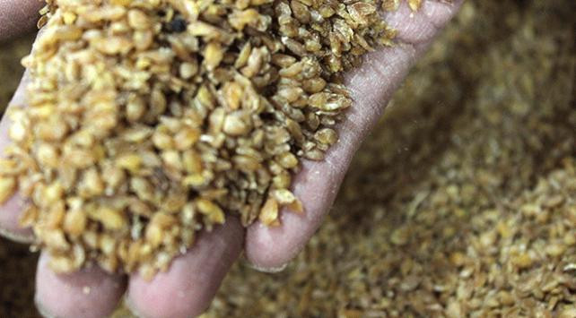 12 bin yıldır genetiği değişmeyen buğday - Resim: 1