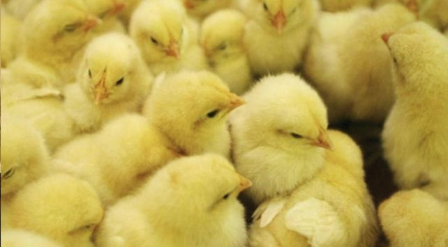 Hayvanseverleri çıldırtan karar! Erkek civcivler ezilerek öldürülecek - Resim: 2