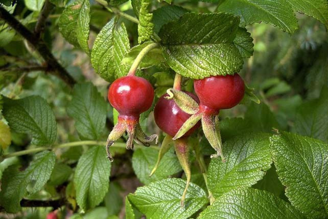 Çekirdeğiyle, yağıyla tam bir şifa kaynağı! - Resim: 1