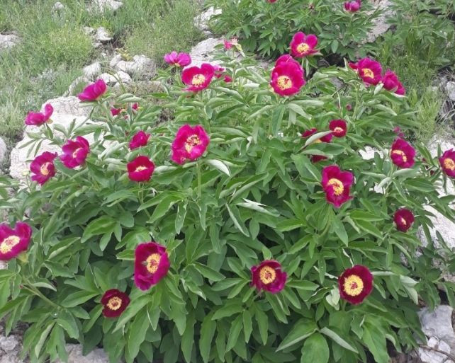 Bu çiçeği koparan yandı! Cezası 109 bin TL! - Resim: 4