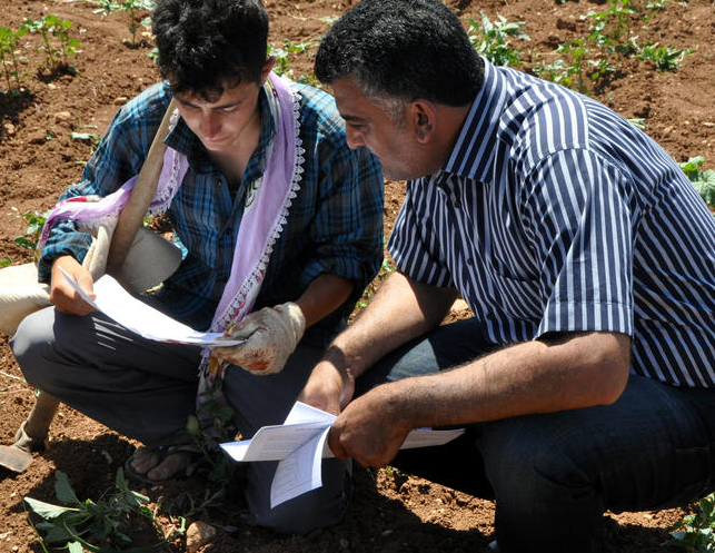 Tarlada karne dağıtıldı - Resim: 3