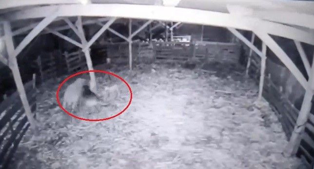 Kurt ahıra girdi koyunlara böyle saldırdı kuzuyu alıp kaçma anları güvenlik kamerasında - Resim: 2