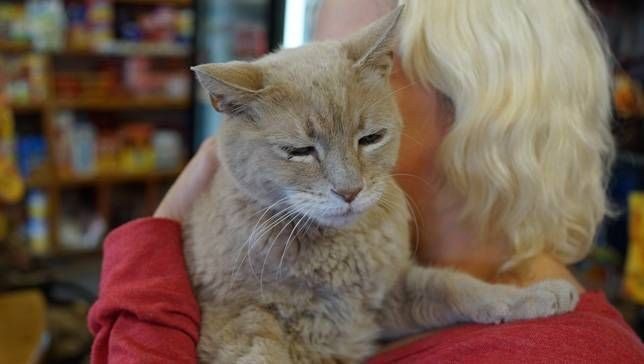 ABD'nin belediye başkanı kedisi öldü halk yas tuttu - Resim: 3