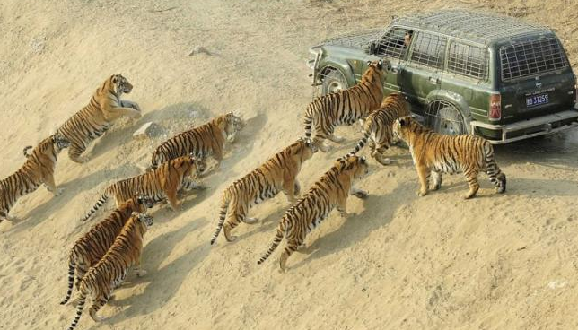 Canlı tavuğu kaplanların önüne attılar ve... - Resim: 1