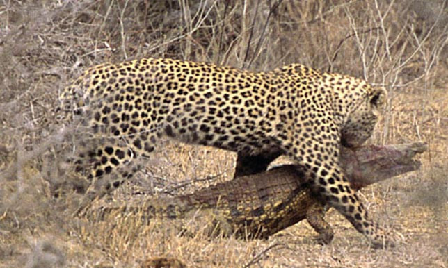 Leoparın zor timsah avı  - Resim: 1