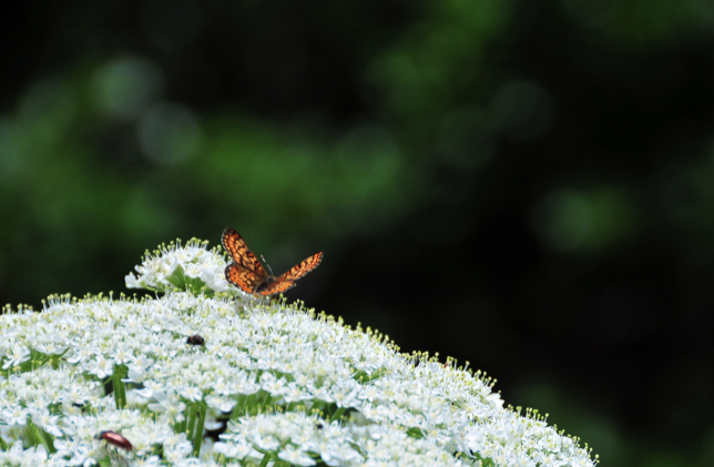 Türkiye'de 409 Gümüşhane'de 181 türü var - Resim: 3