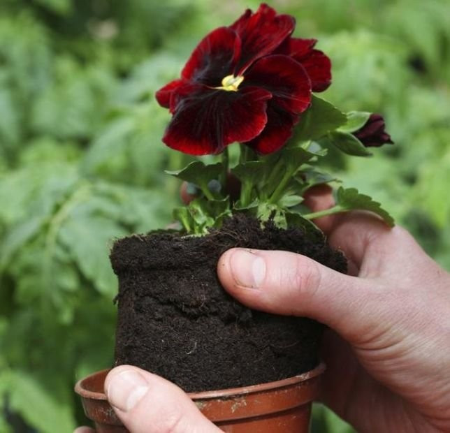 Diş macununuzu ayakkabınıza sürdüğünüz anda... - Resim: 3